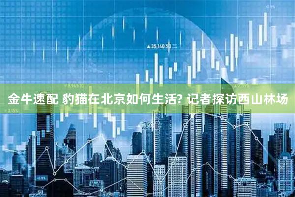 金牛速配 豹猫在北京如何生活? 记者探访西山林场